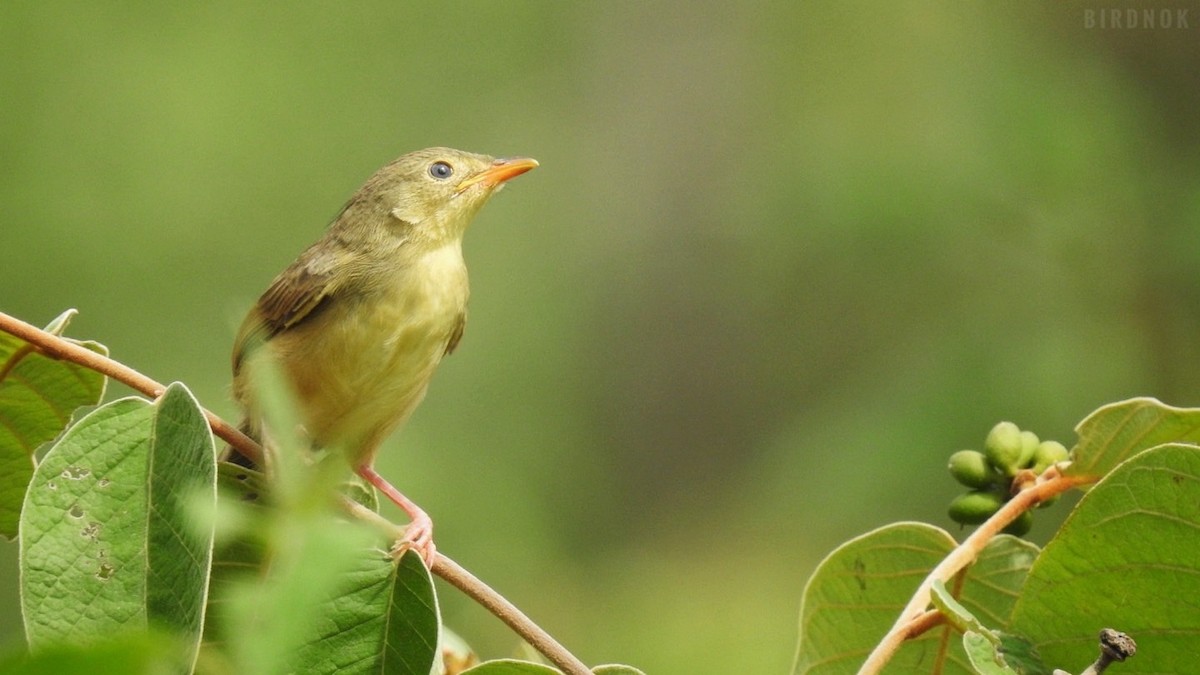 Brown Prinia - ML623825698