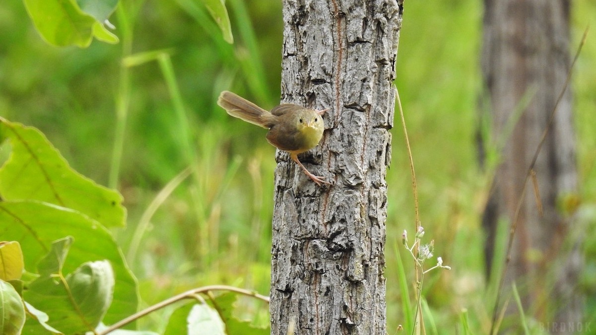 Brown Prinia - ML623825699