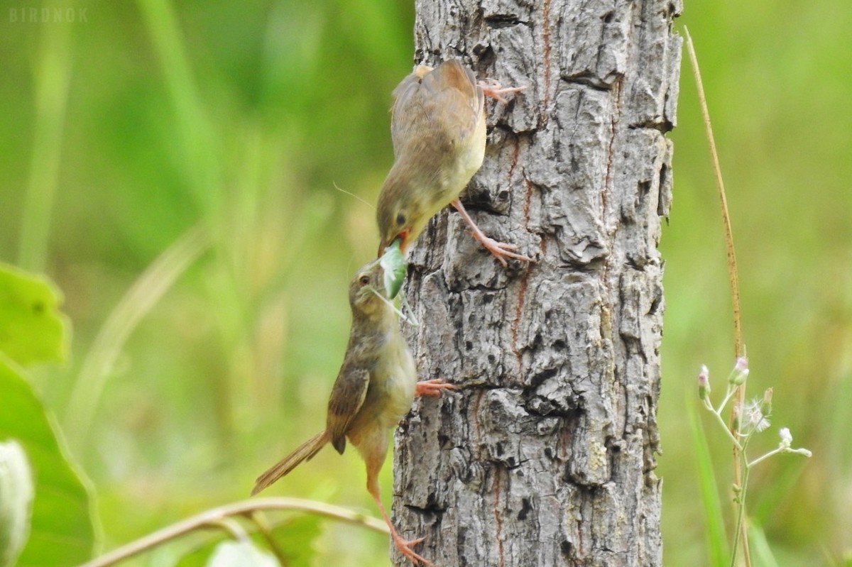 Brown Prinia - ML623825700