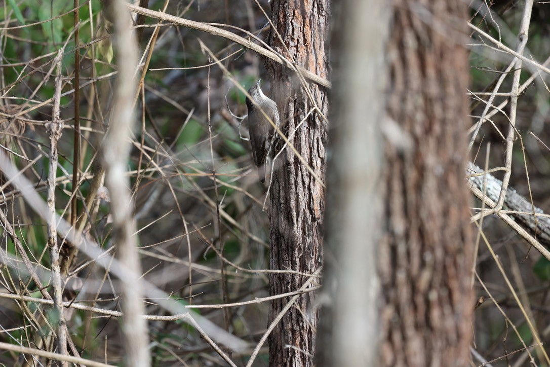White-throated Treecreeper - ML623825701