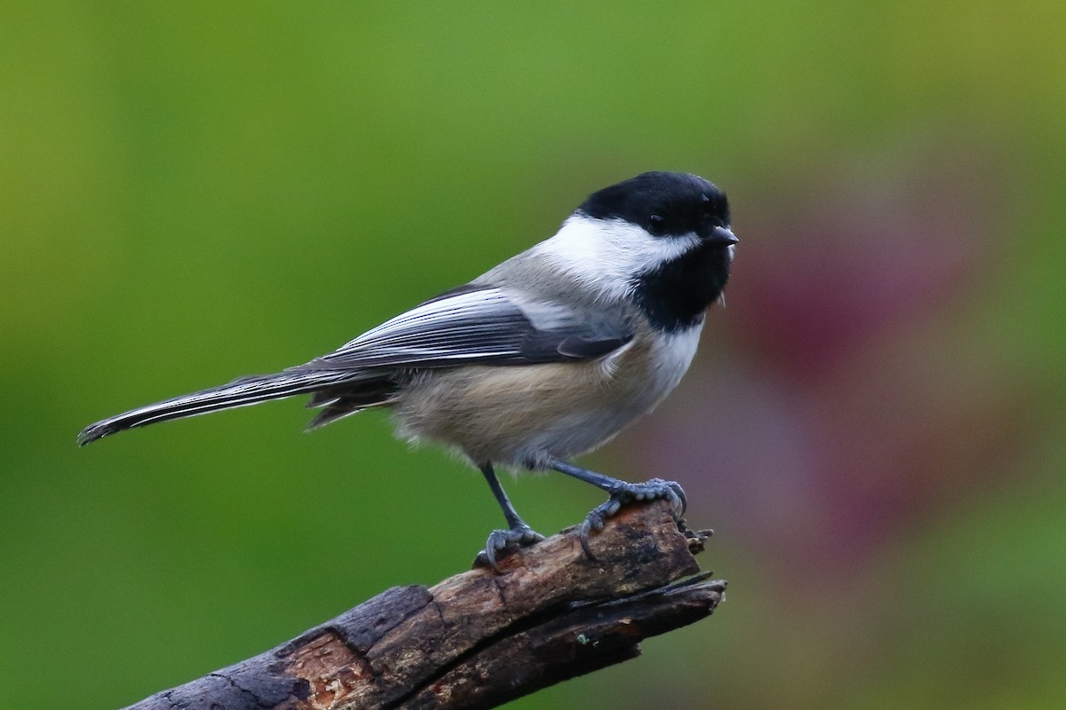 Black-capped Chickadee - Douglas Faulder