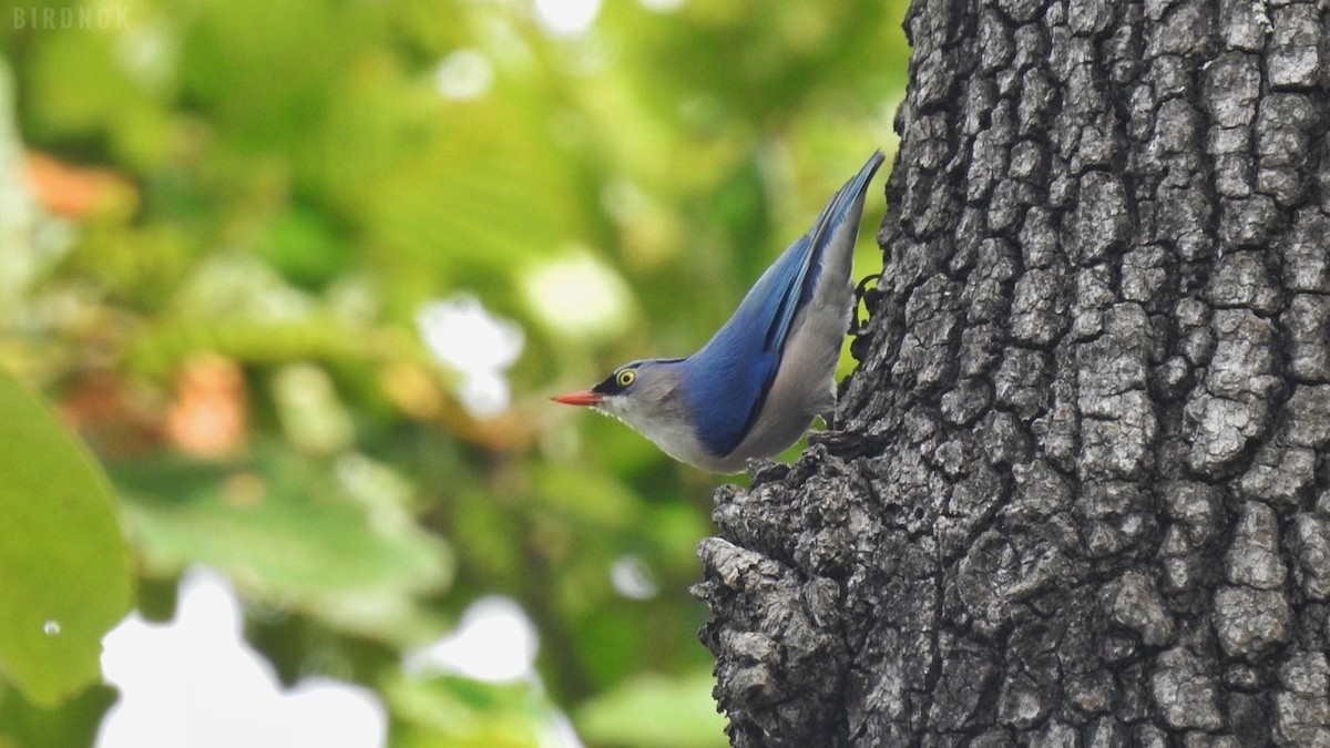 Velvet-fronted Nuthatch - Rounnakorn Thientongtaworn