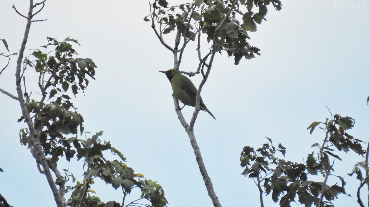 Golden-fronted Leafbird - ML623825722