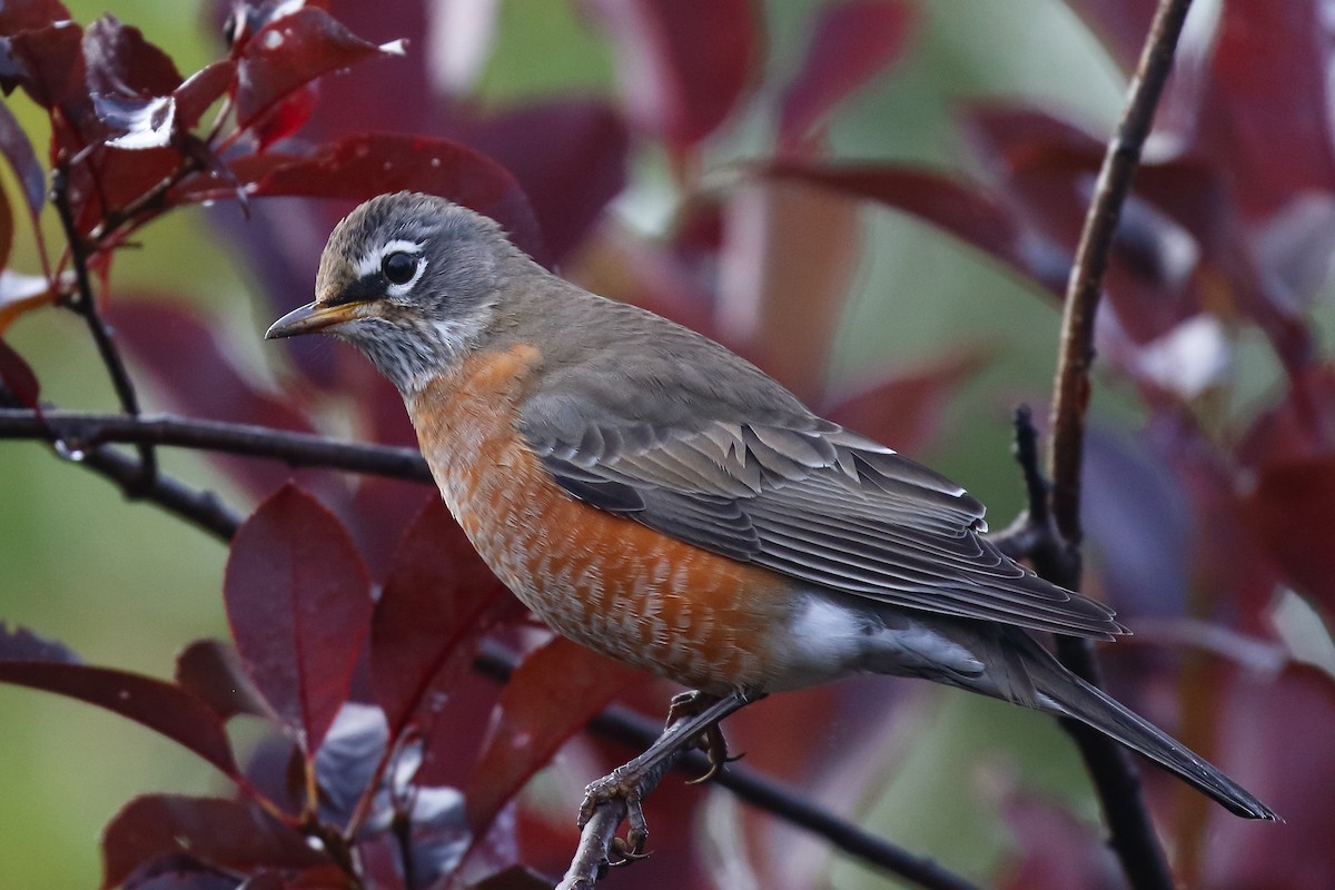 American Robin - ML623825723