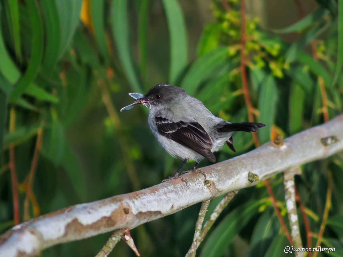 Torrent Tyrannulet - ML623825727