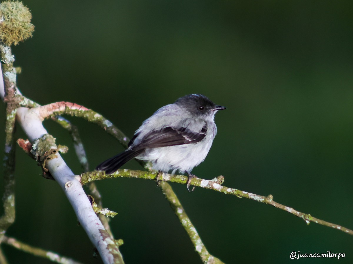 Torrent Tyrannulet - ML623825728