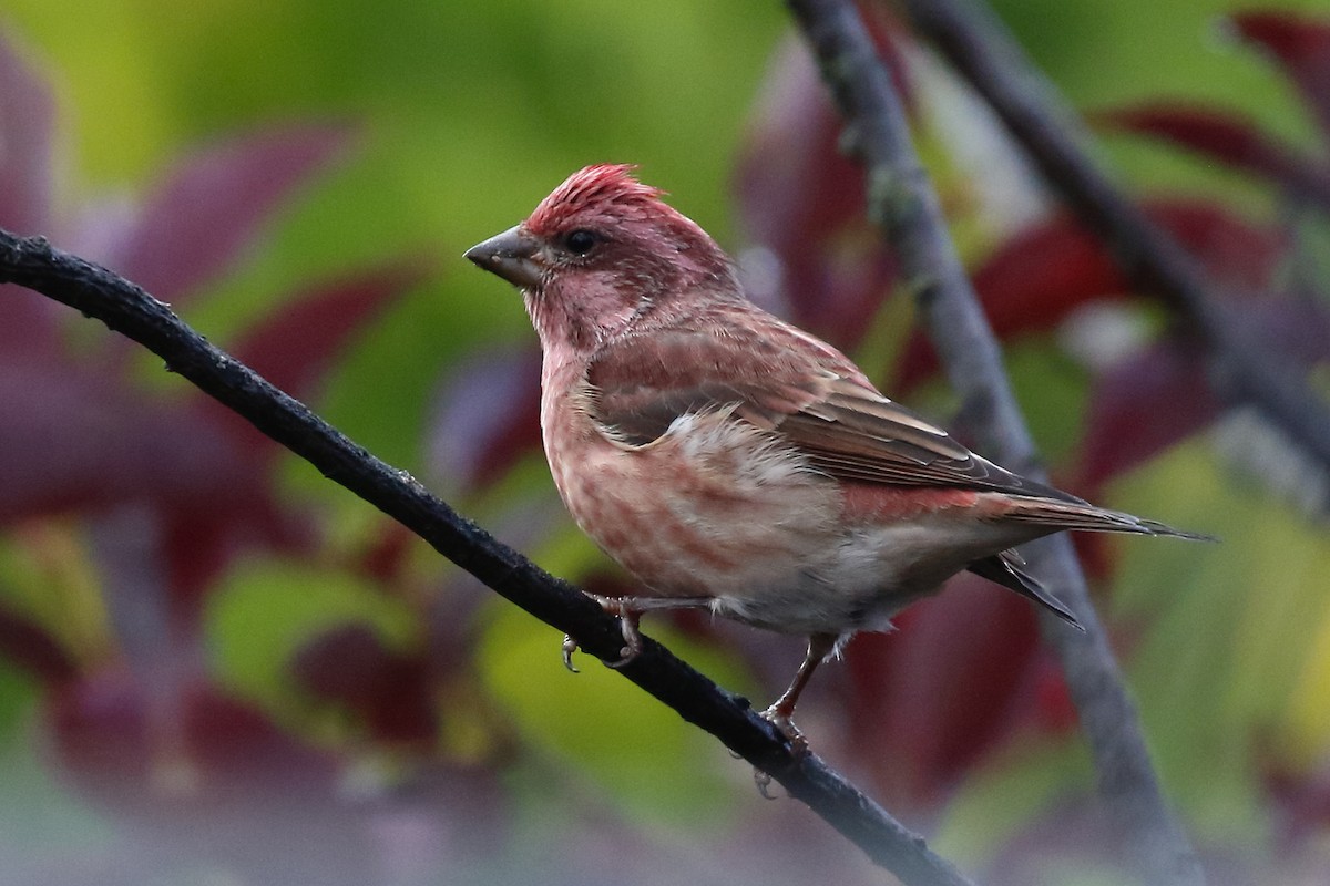 Purple Finch - ML623825736