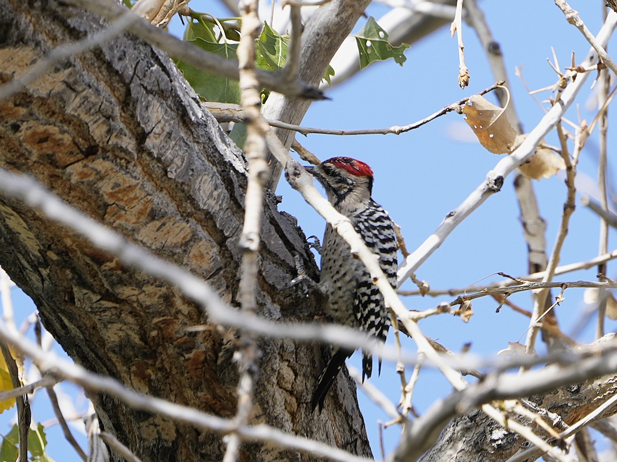 Ladder-backed Woodpecker - ML623825737