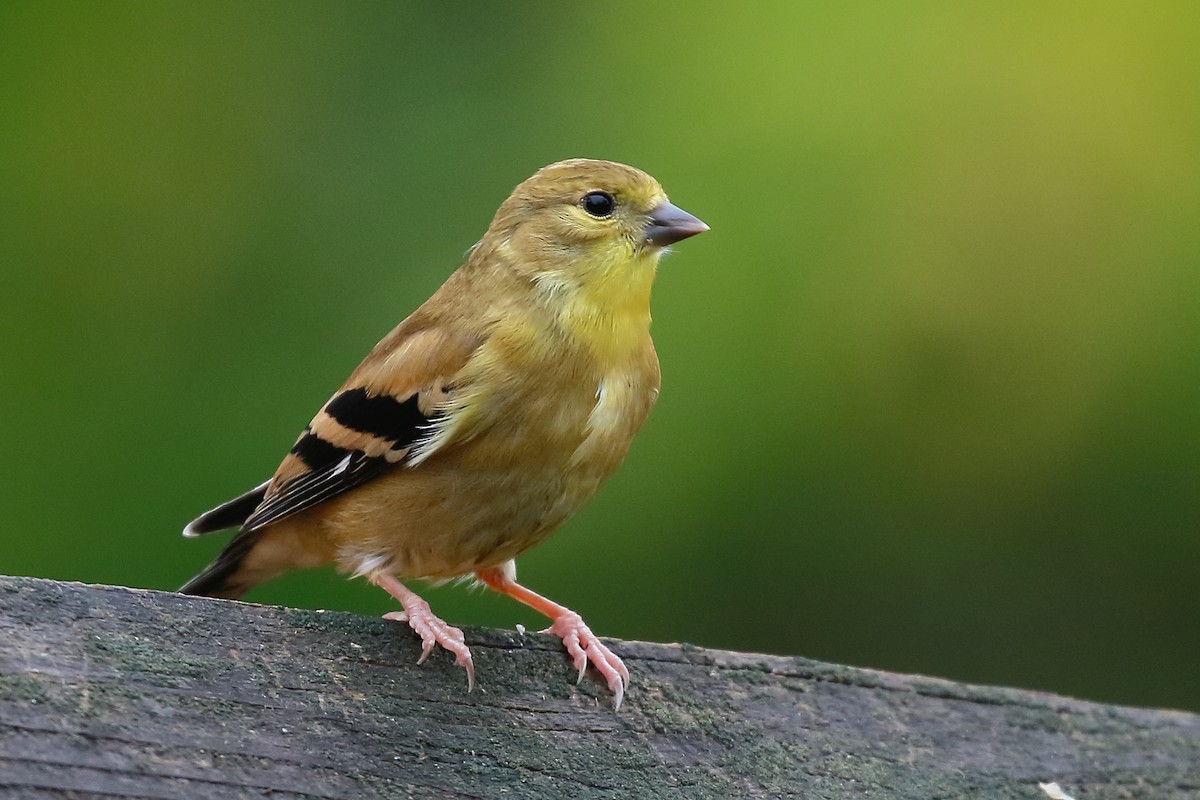 American Goldfinch - ML623825745