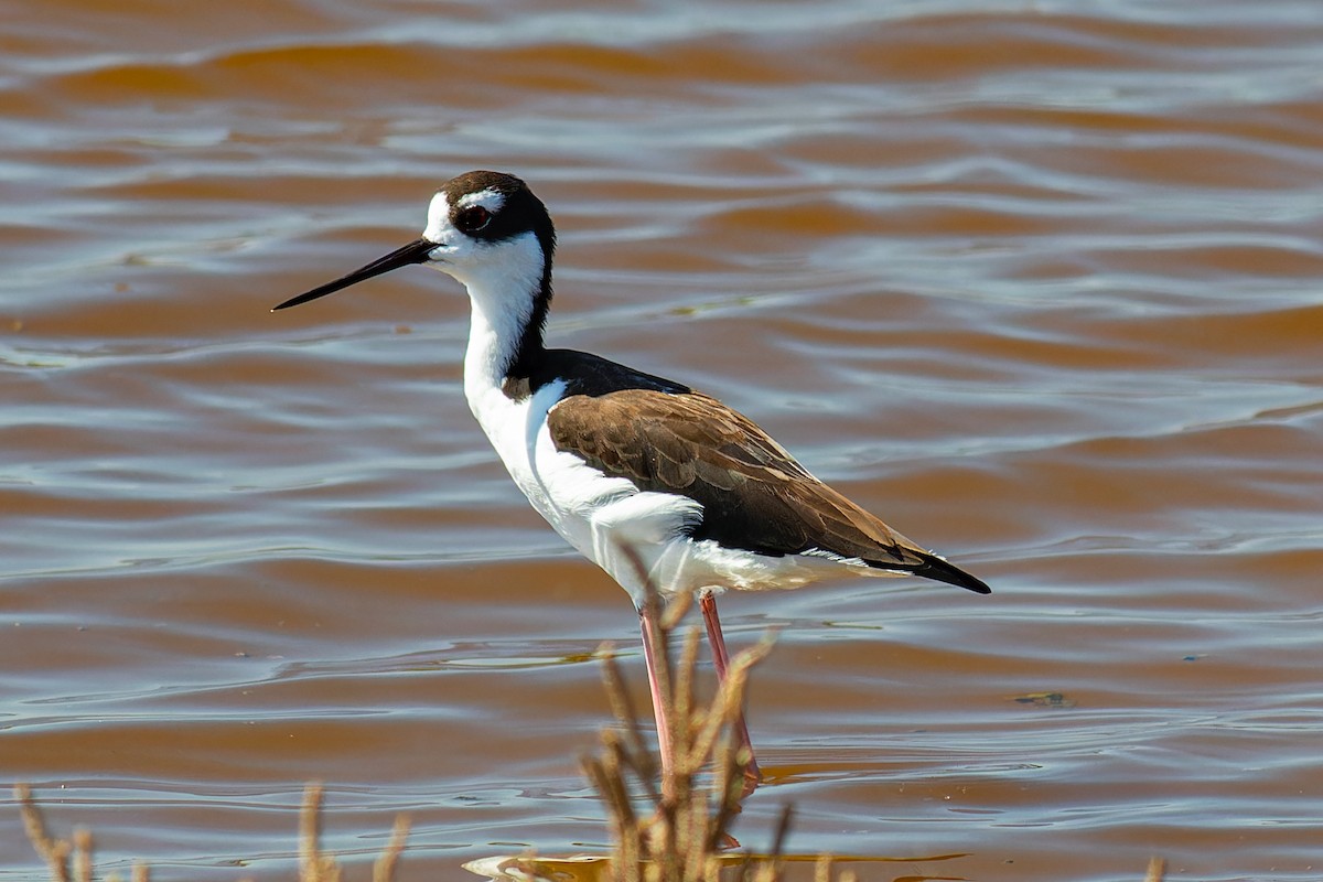 Black-necked Stilt - ML623825746