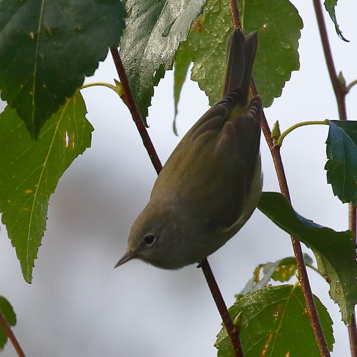 Orange-crowned Warbler - ML623825756