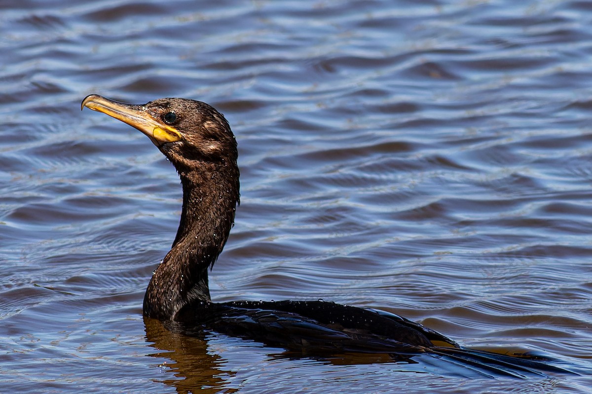 Neotropic Cormorant - ML623825757