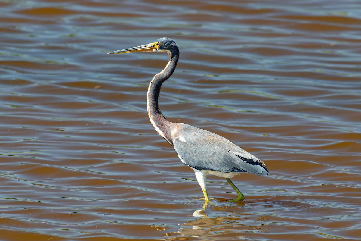 Tricolored Heron - ML623825774