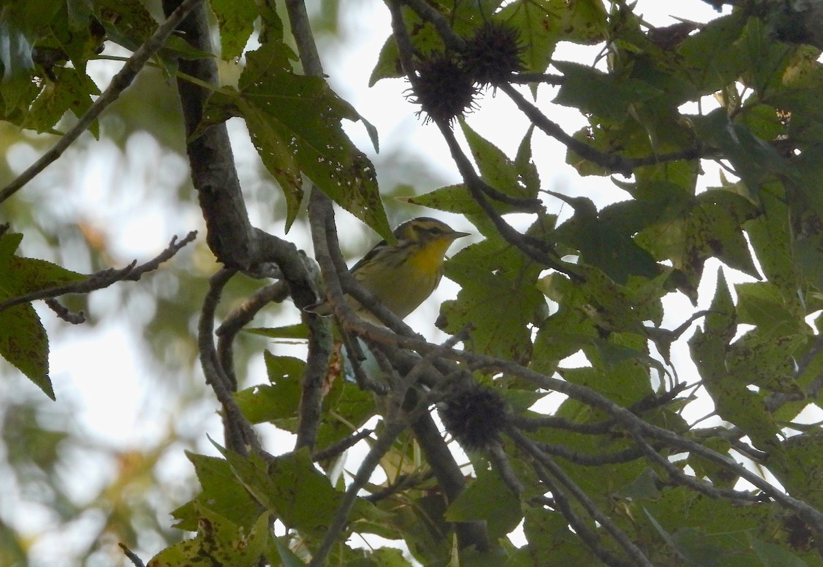 Blackburnian Warbler - ML623825780