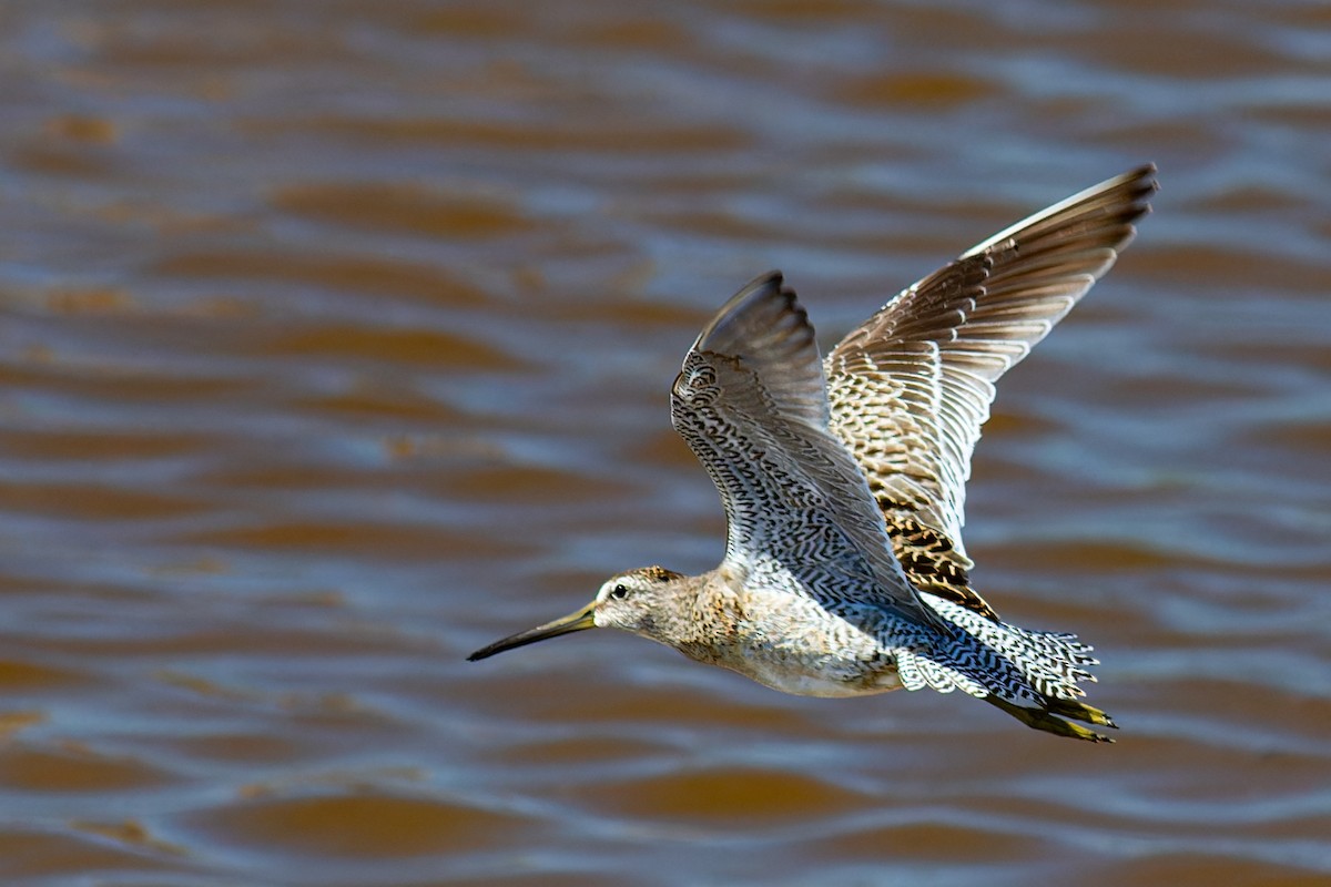 Short-billed Dowitcher - ML623825783