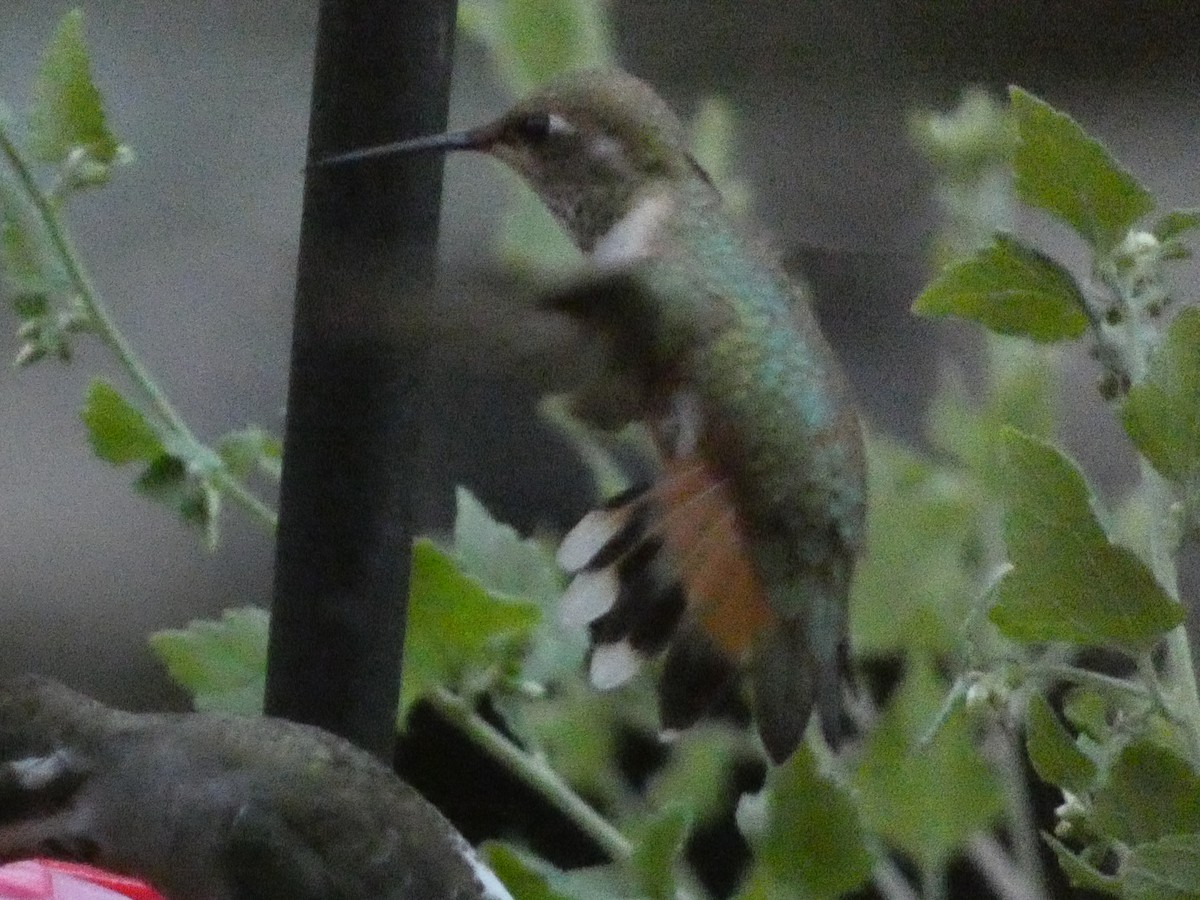 Rufous Hummingbird - ML623825808