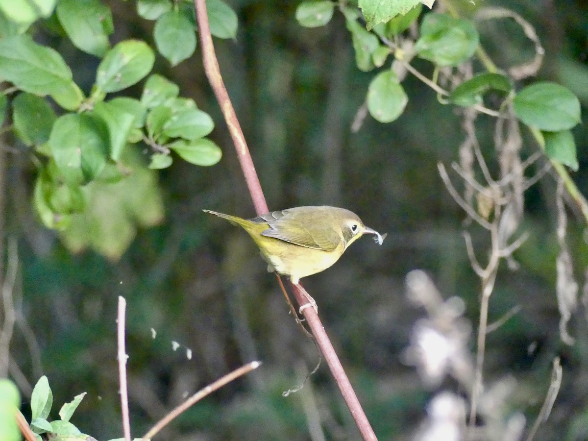 Common Yellowthroat - Dennis Wolter