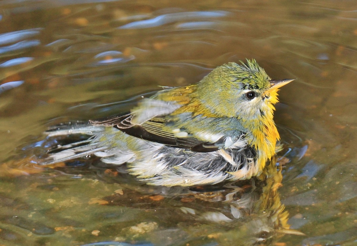 Northern Parula - ML623825841