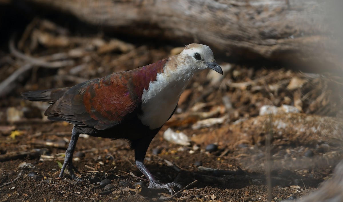 White-throated Ground Dove - ML623825855