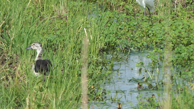 Knob-billed Duck - ML623825856