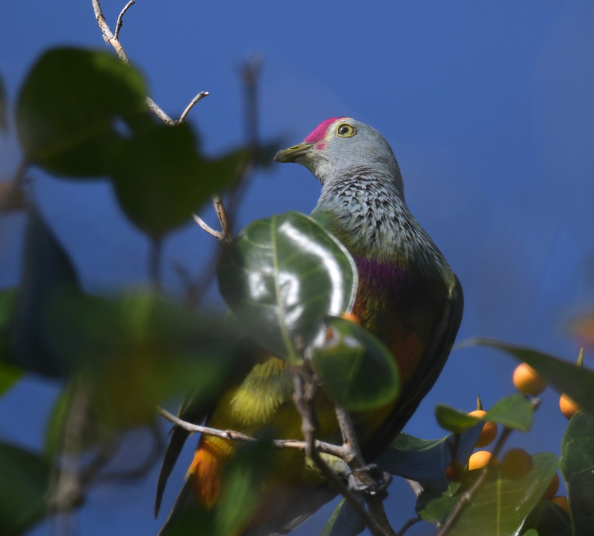 Mariana Fruit-Dove - ML623825858