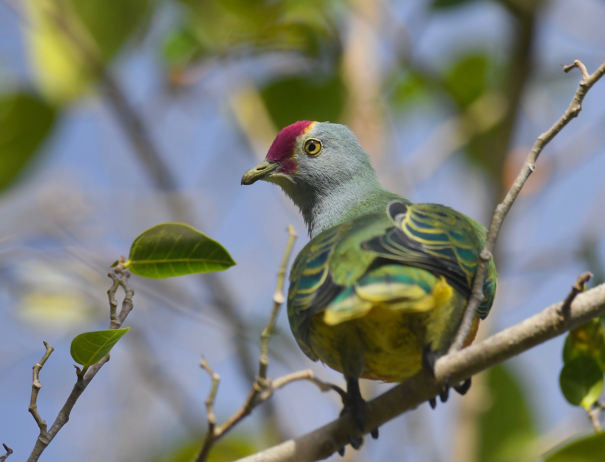 Mariana Fruit-Dove - ML623825859