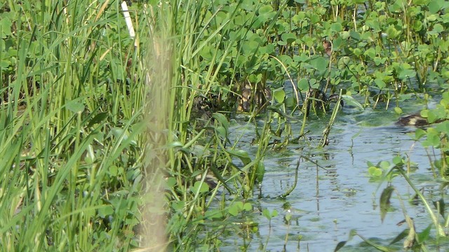Knob-billed Duck - ML623825861