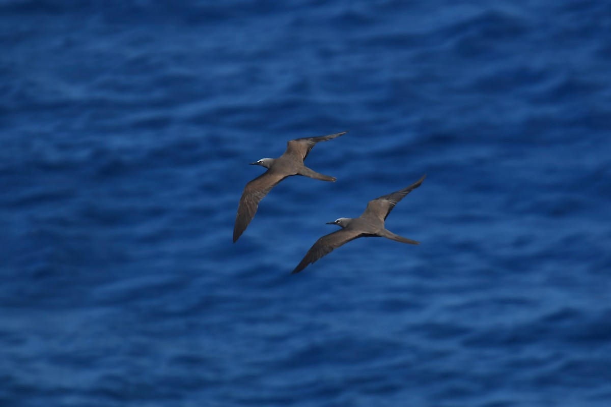 Brown Noddy - ML623825862