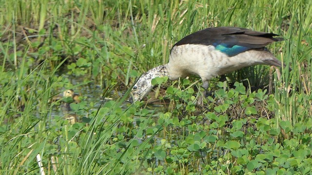 Knob-billed Duck - ML623825864