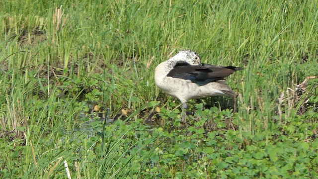 Knob-billed Duck - ML623825867