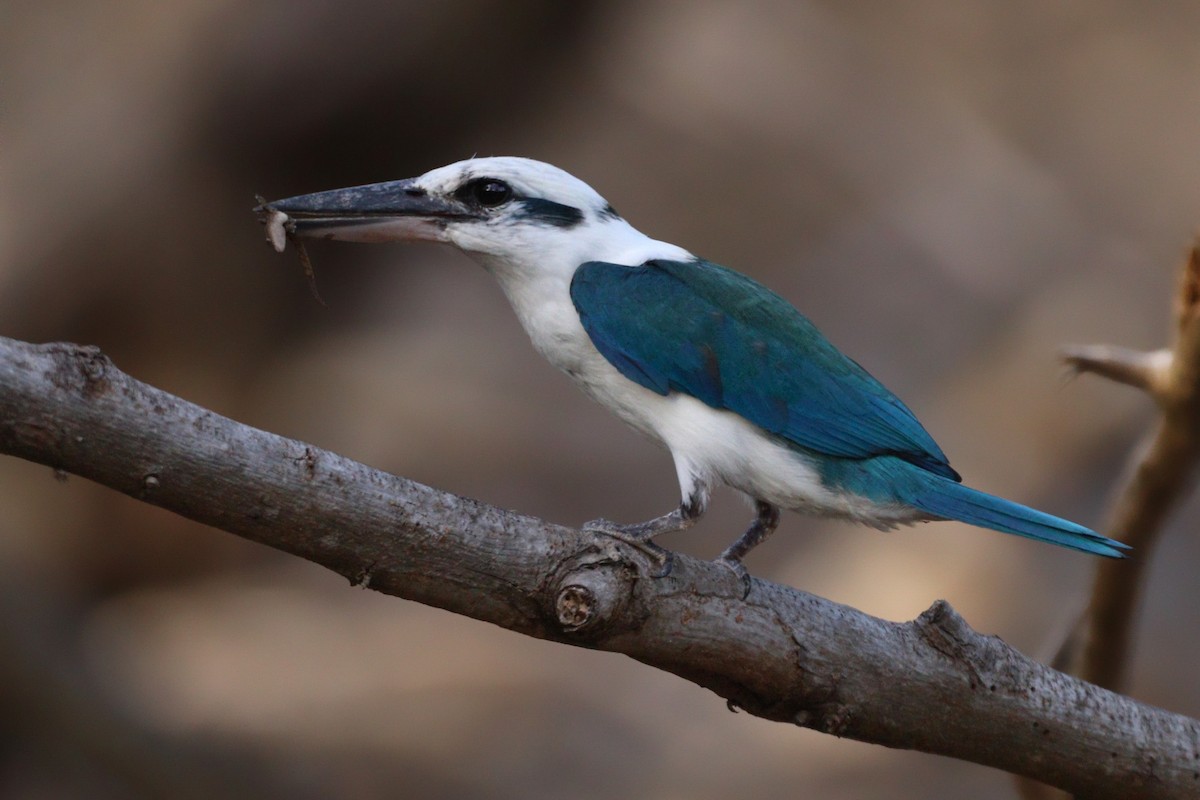 Mariana Kingfisher - ML623825871