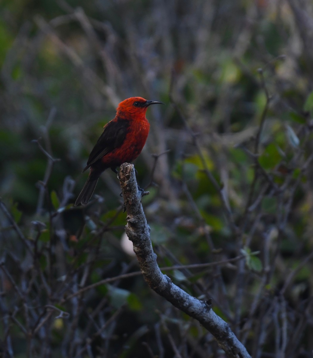 Micronesian Myzomela - ML623825876