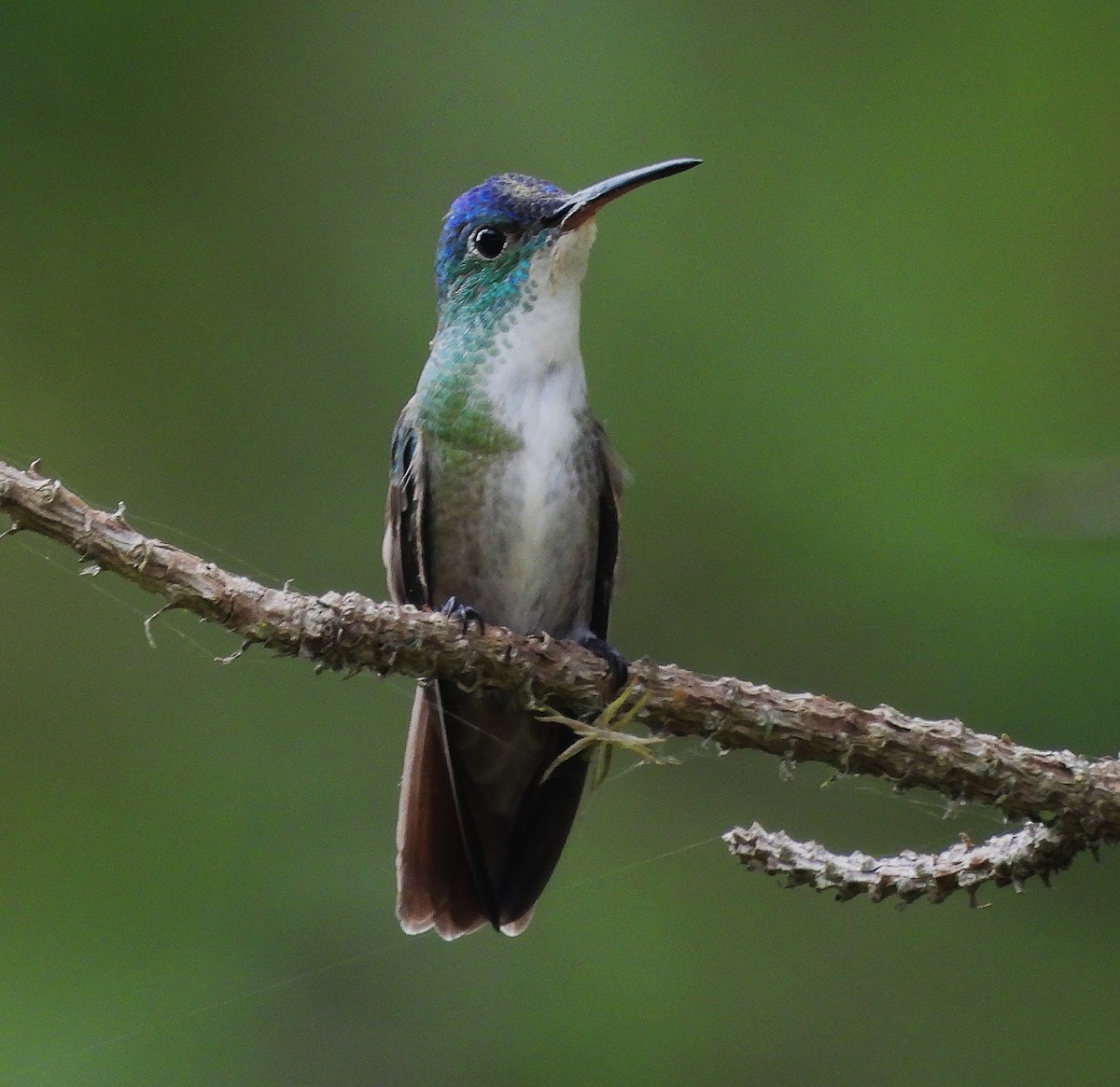 Azure-crowned Hummingbird - ML623825888