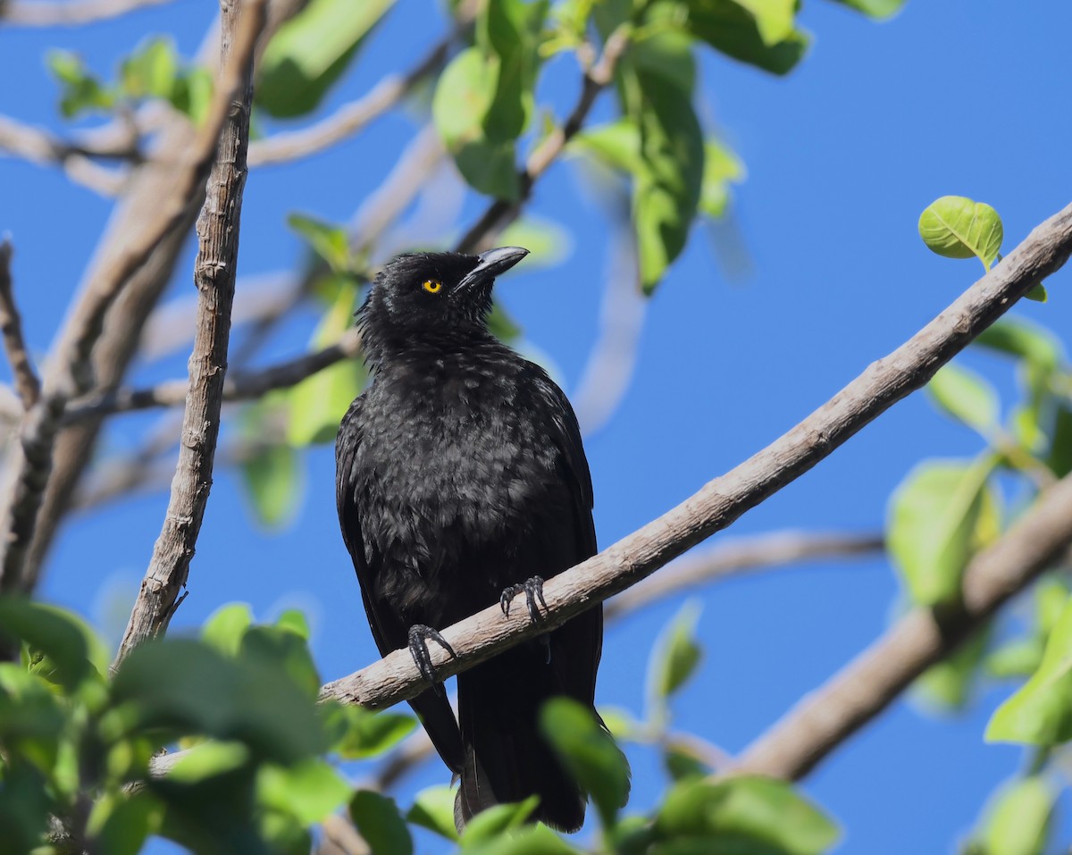 Micronesian Starling - ML623825895