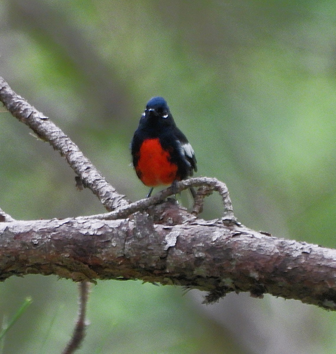 Painted Redstart - ML623825926