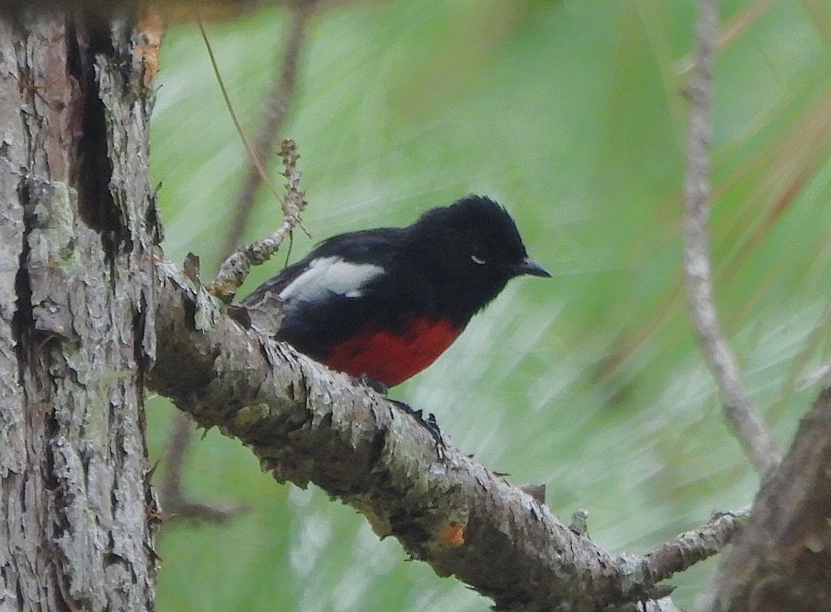 Painted Redstart - ML623825927