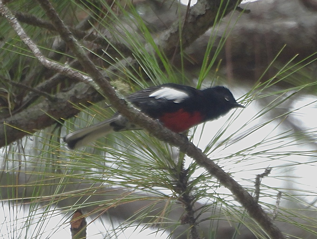 Painted Redstart - ML623825928