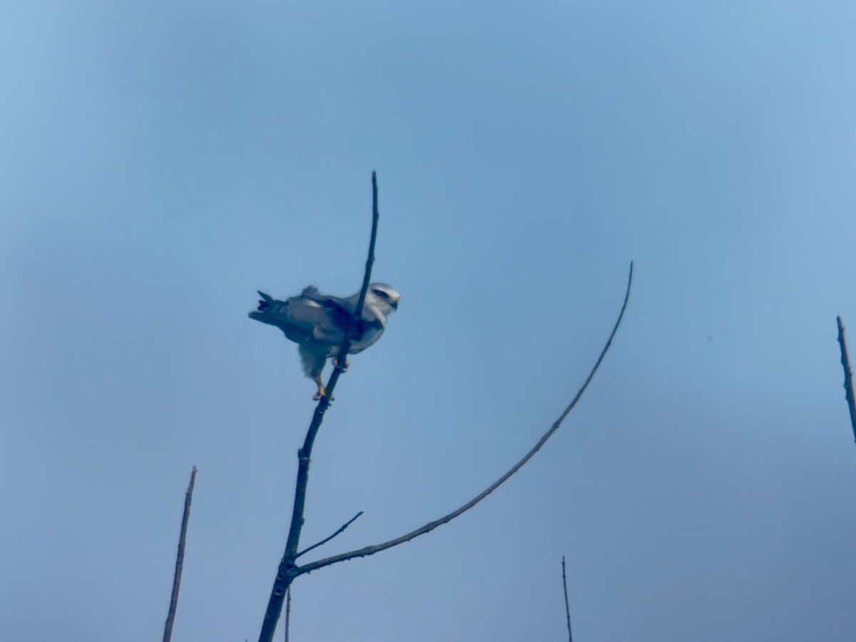 Black-winged Kite - ML623825937