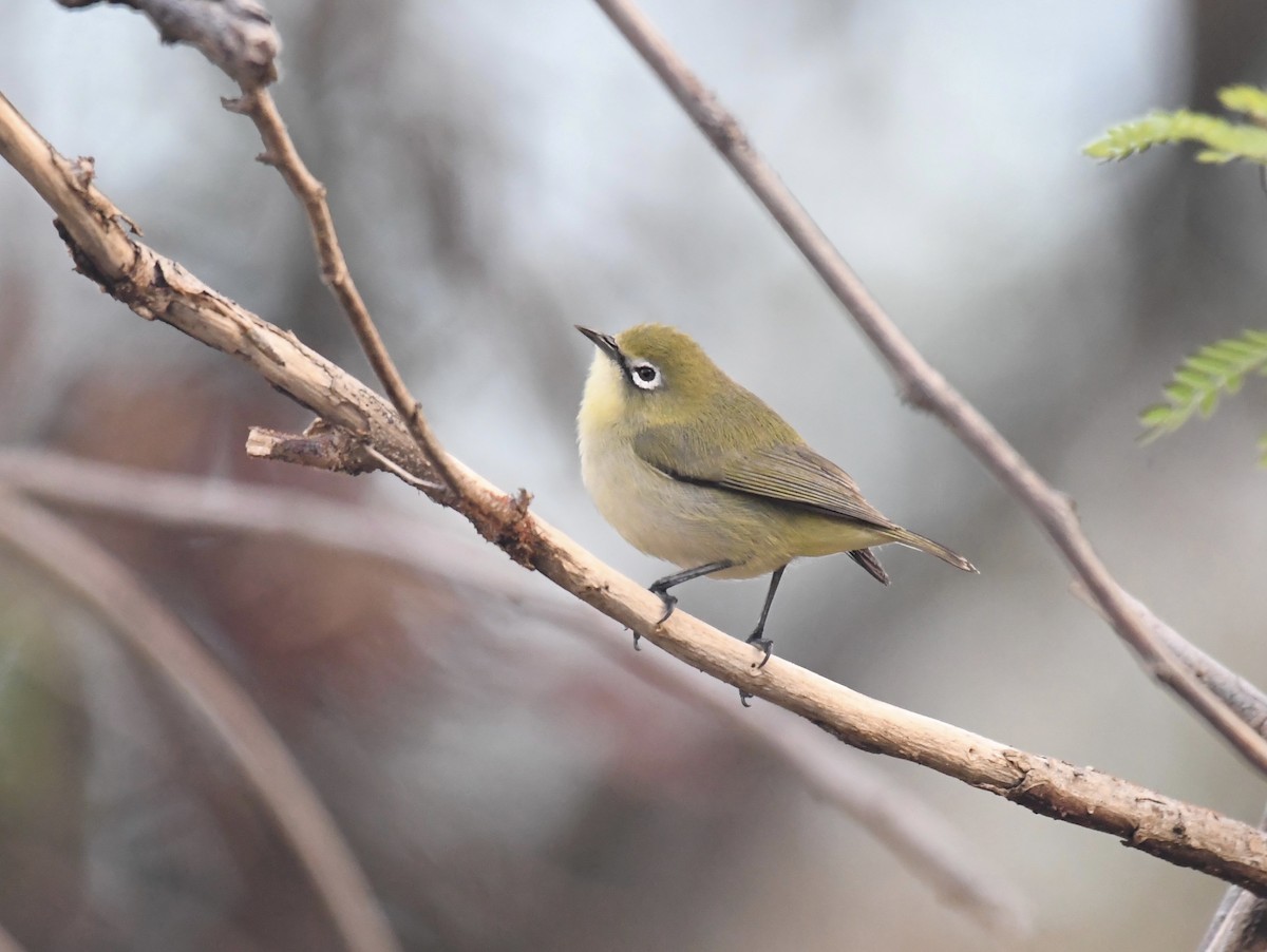 Bridled White-eye - Kalin Ocaña