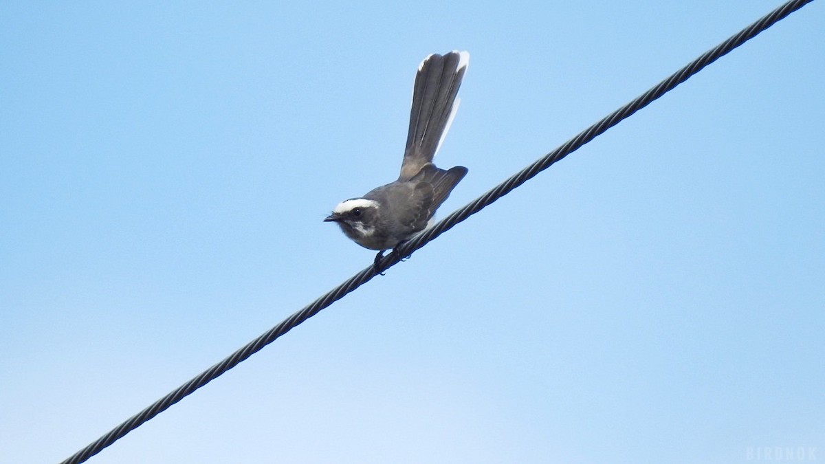 White-browed Fantail - ML623825941