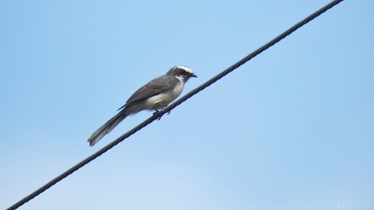 White-browed Fantail - ML623825942