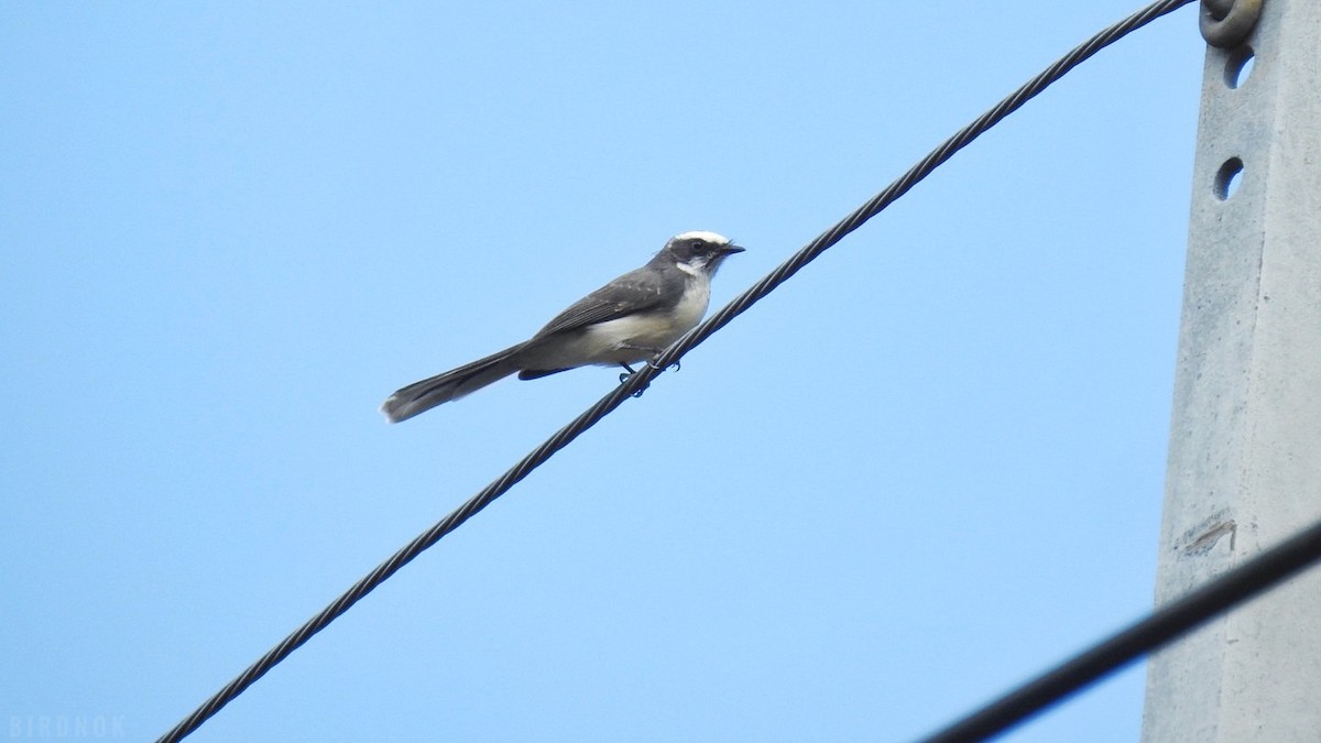 White-browed Fantail - ML623825943