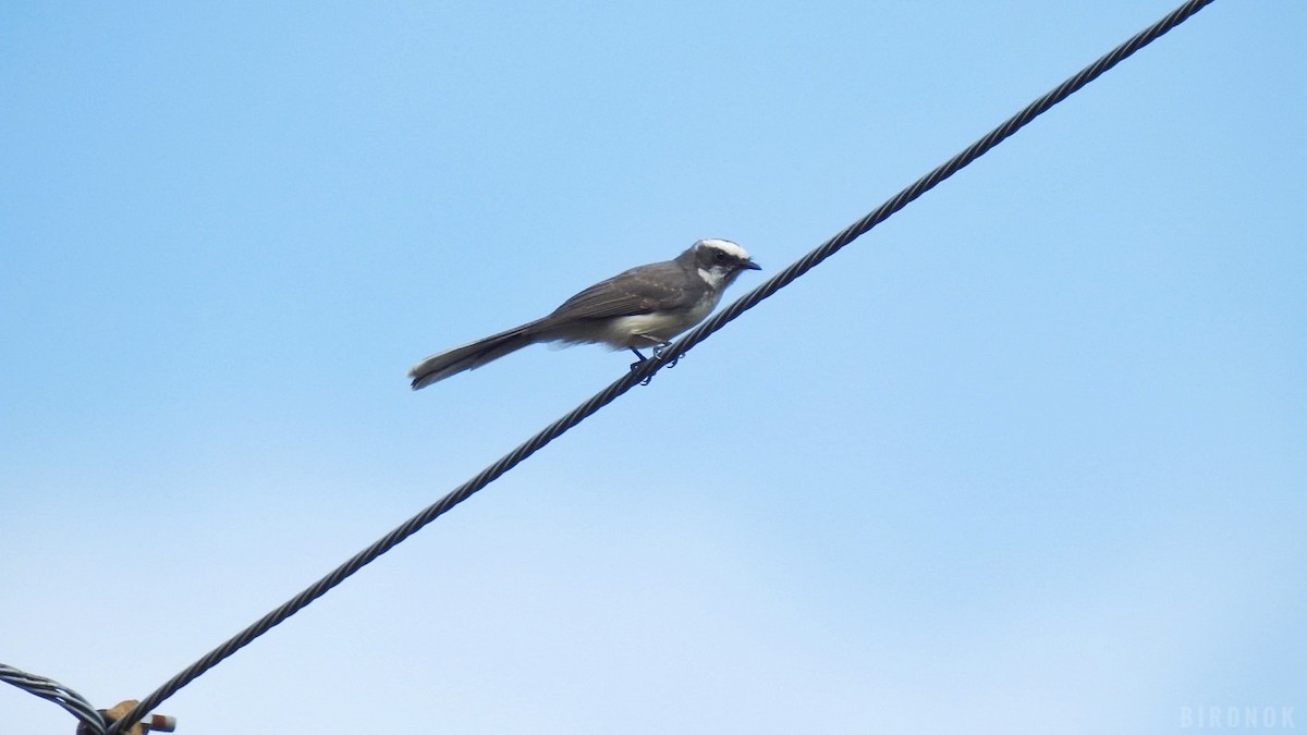 White-browed Fantail - ML623825944