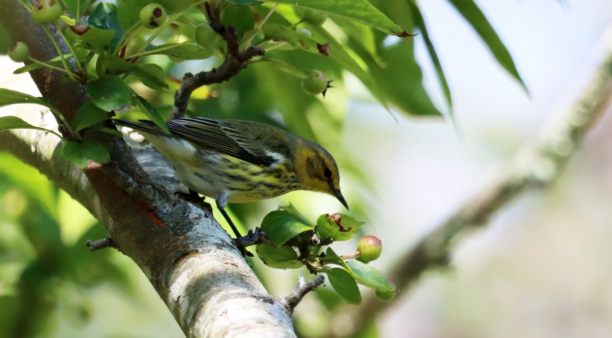 Cape May Warbler - ML623825951