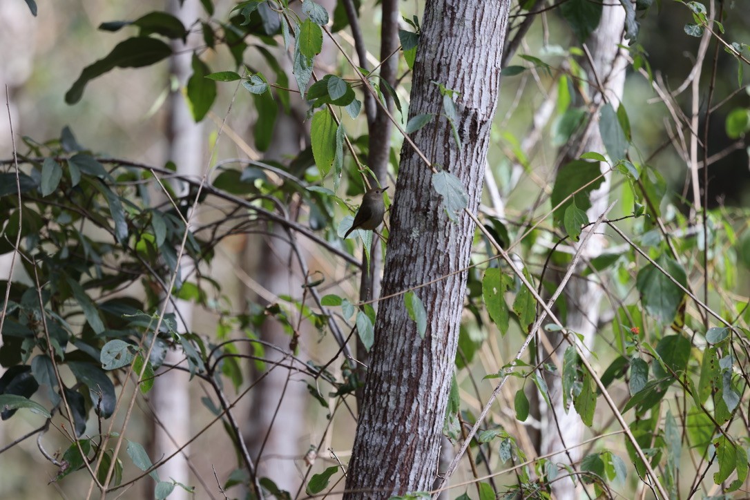 Large-billed Scrubwren - ML623825961