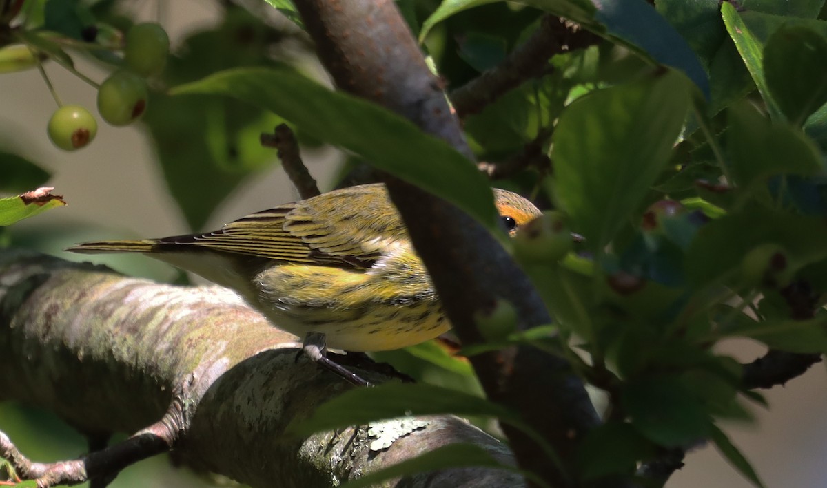 Cape May Warbler - ML623825963