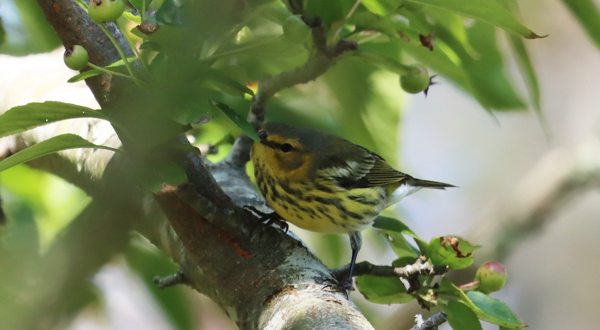 Cape May Warbler - ML623825978