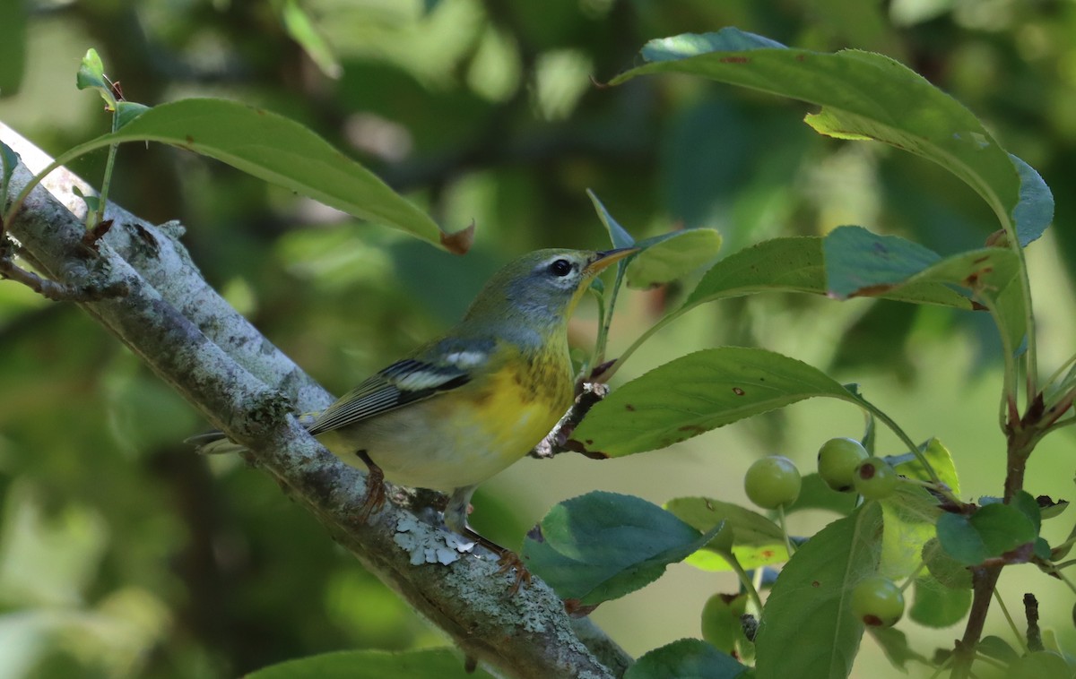 Northern Parula - ML623825989