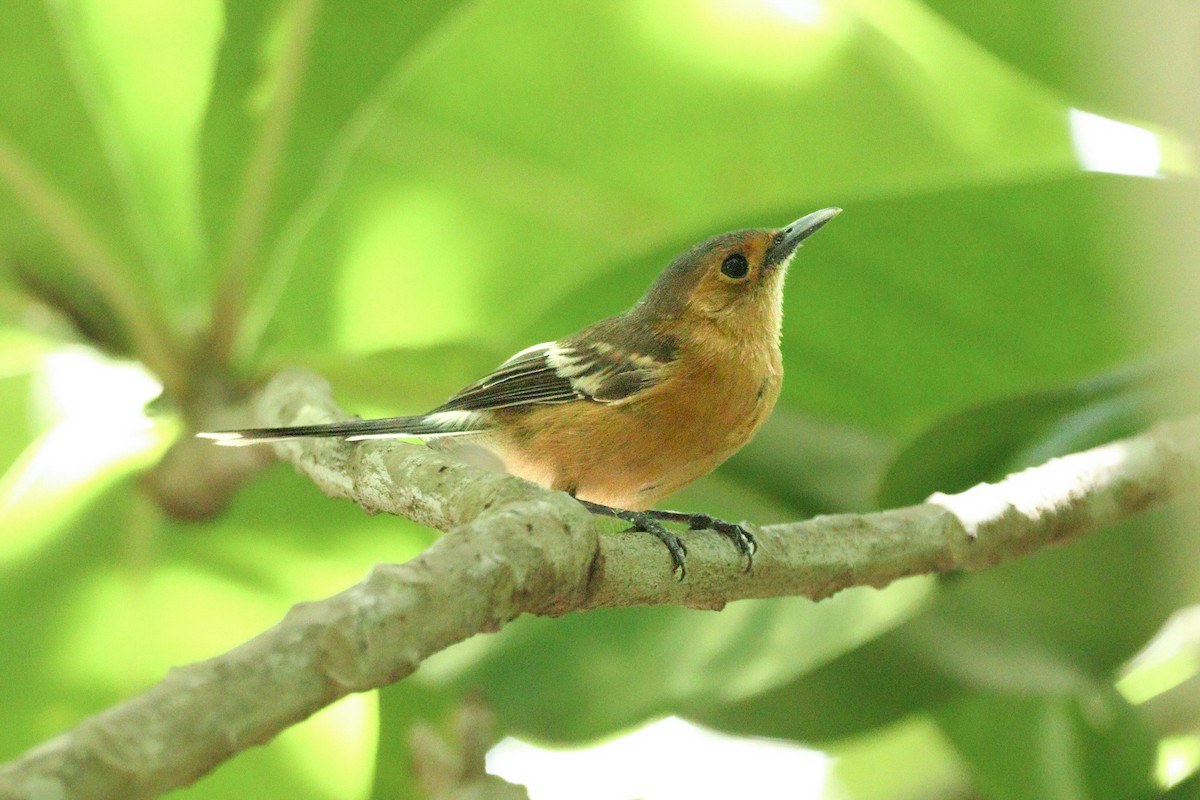 Tinian Monarch - Kalin Ocaña