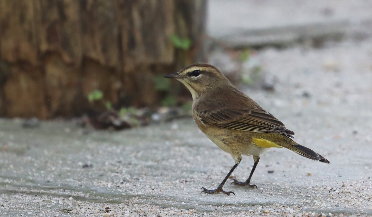 Palm Warbler - ML623825996